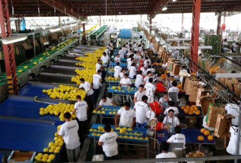 alimentos frescos padronizacao GS1 Brasil Embrapa
