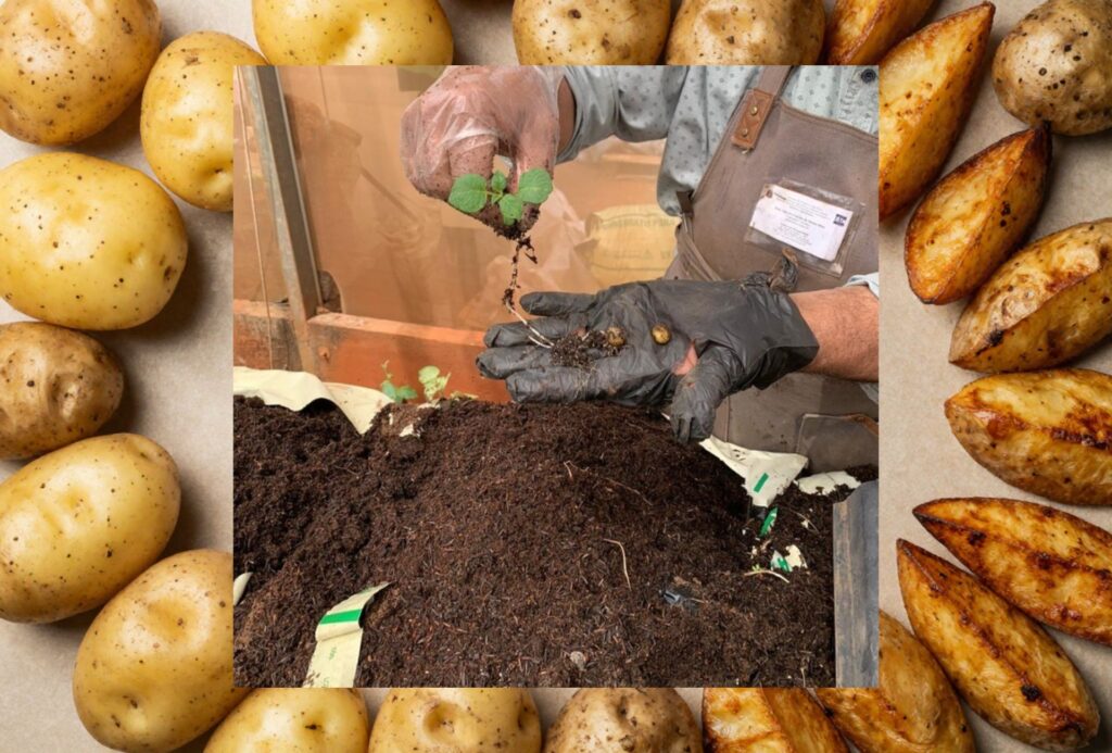 batatas premio iac apta