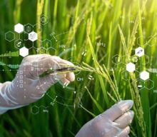 Do vôlei em Iowa ao etanol argentino: biotecnologia precisa falar de gente, defendem especialistas no GAFFFF