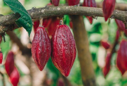 cacau cocoa brasil