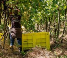 Vinícola Aurora integra ESG ao negócio e passa a levar o selo Carbon Free® nos rótulos