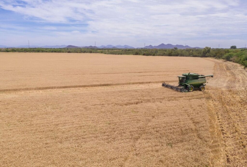 Bimbo agricultura regenarativa