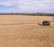 Grupo Bimbo cresce 73% em agricultura regenerativa e passa de 500 mil hectares cultivados