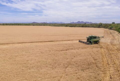 Bimbo agricultura regenarativa