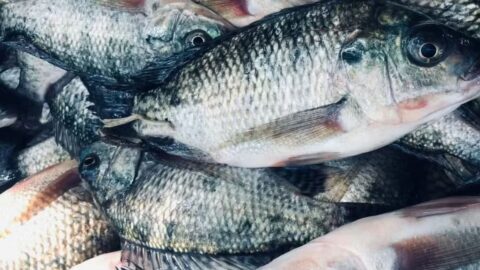 Pescado cresce no Brasil, mas ração cara e importações pressionam o produtor