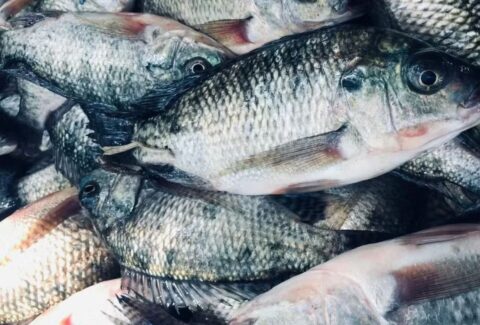 tilapia seafood brasil